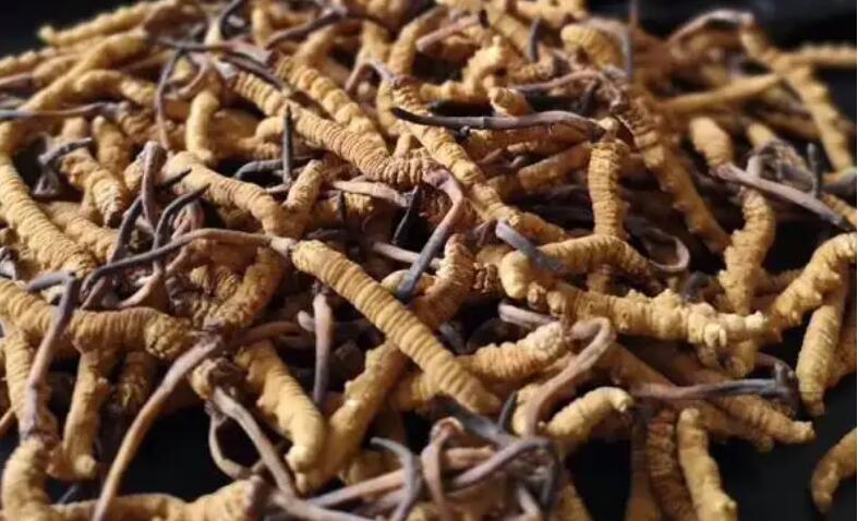 新鮮冬蟲夏草怎么保存，鮮草怎么吃？