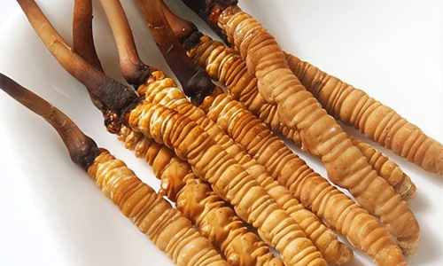 冬蟲夏草的吃法，冬蟲夏草的家常做法