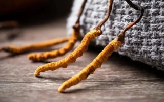 冬蟲夏草的真實(shí)作用，冬蟲夏草主要有什么成分