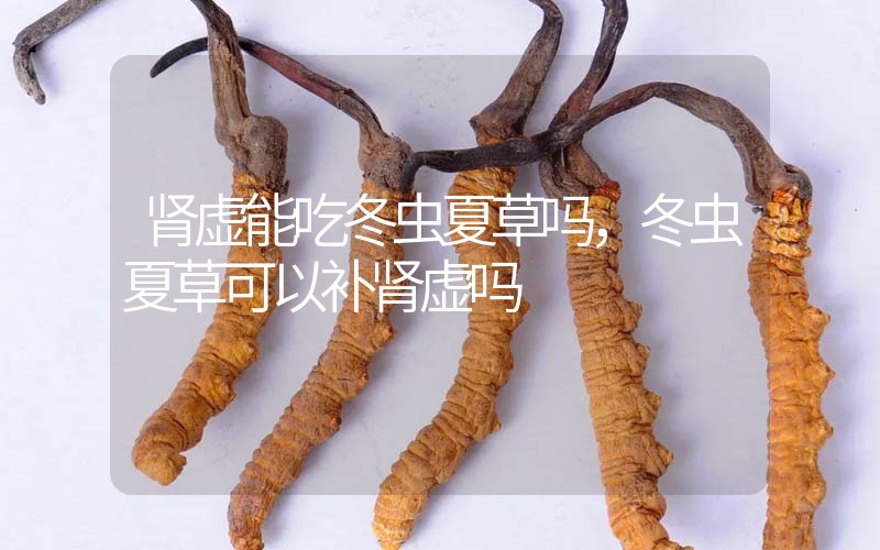 腎虛能吃冬蟲夏草嗎，冬蟲夏草可以補腎虛嗎？