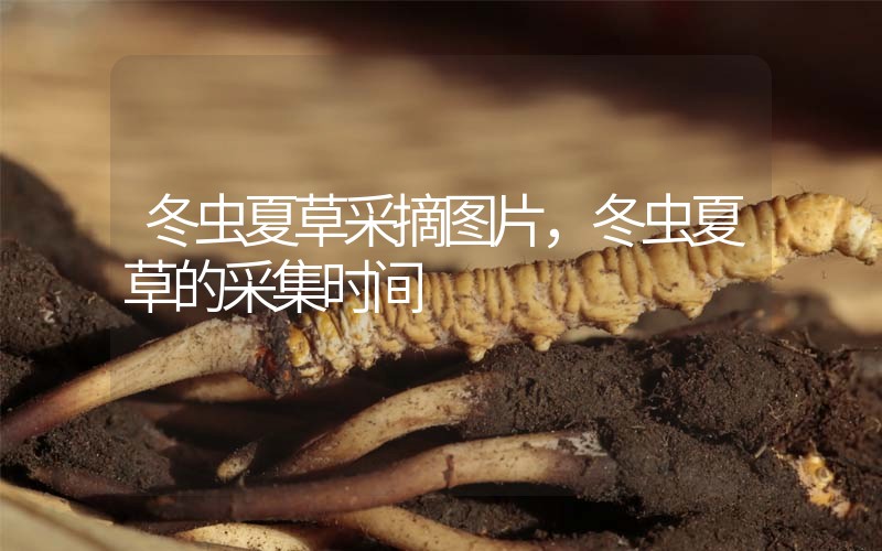 冬蟲(chóng)夏草采摘圖片，冬蟲(chóng)夏草的采集時(shí)間