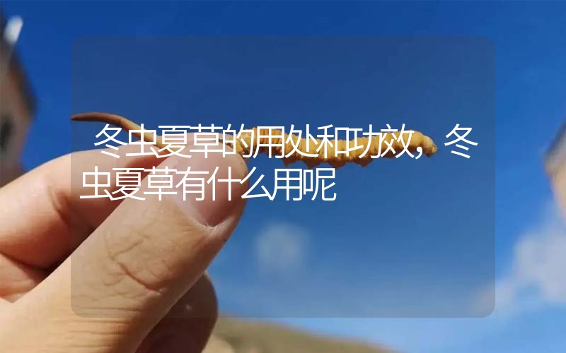冬蟲夏草的用處和用法，冬蟲夏草有什么用呢