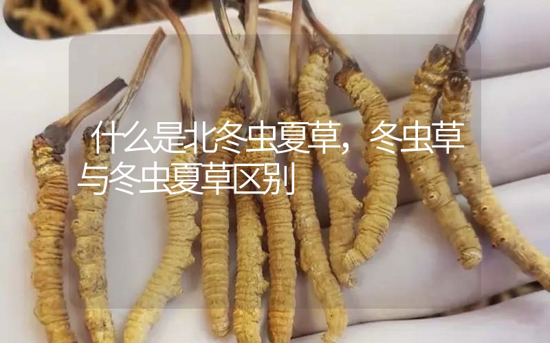 什么是北冬蟲夏草，北冬蟲草與冬蟲夏草區(qū)別