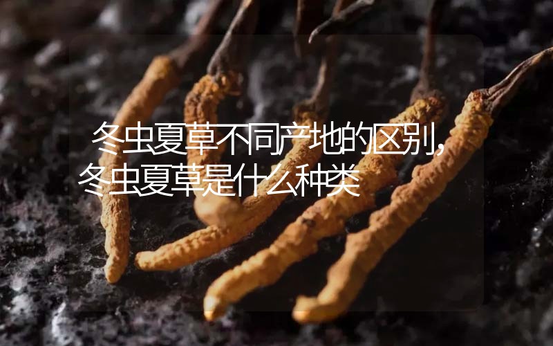 冬蟲夏草不同產(chǎn)地的區(qū)別，冬蟲夏草是什么種類