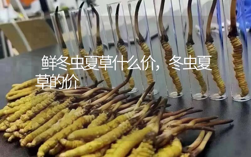 鮮冬蟲夏草什么價，冬蟲夏草的價格