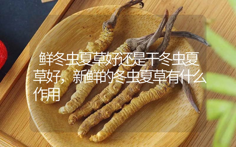鮮冬蟲夏草好還是干冬蟲夏草好，新鮮的冬蟲夏草有什么作用