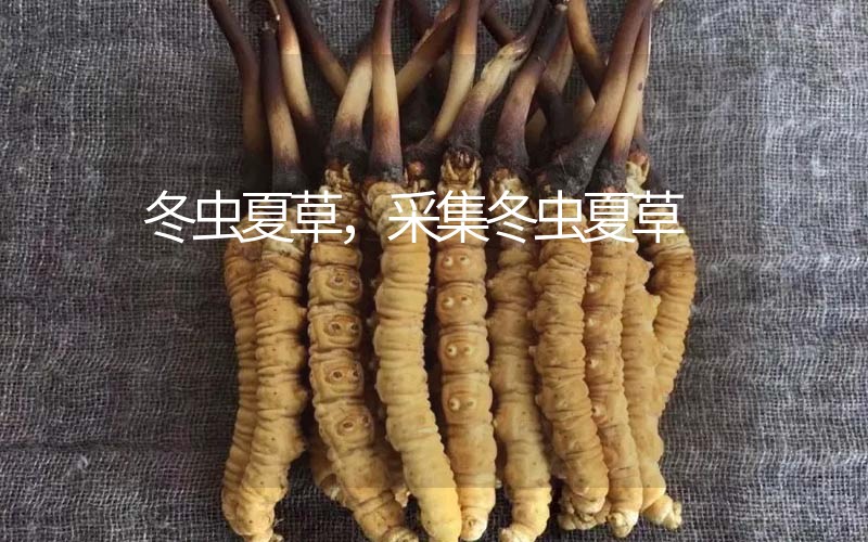 冬蟲夏草采挖時間，什么時候采集冬蟲夏草