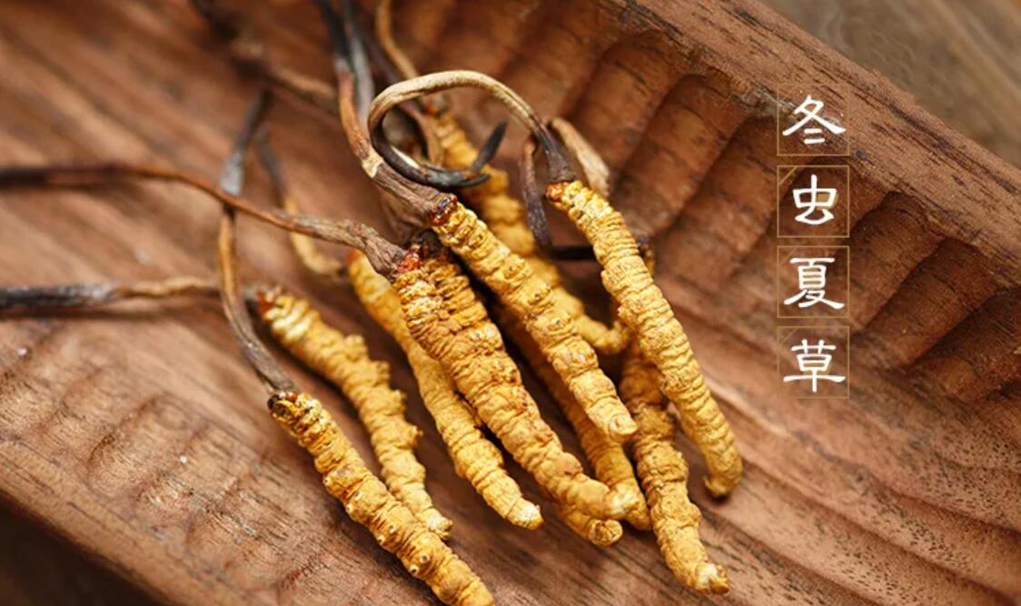 冬蟲夏草有什么藥用價值？冬蟲夏草作用與效果