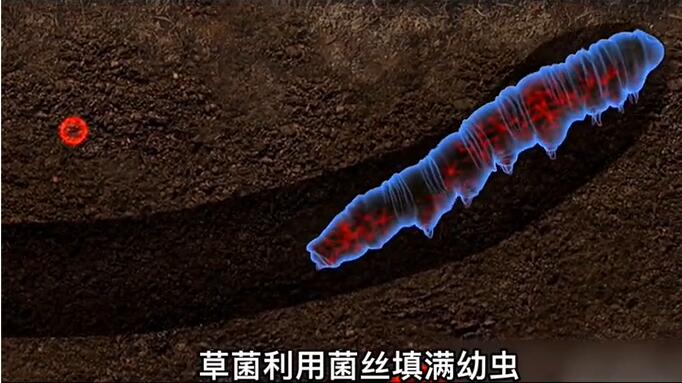 神奇的冬蟲(chóng)夏草為什么能從蟲(chóng)子變成草？它到底是怎么形成的呢？