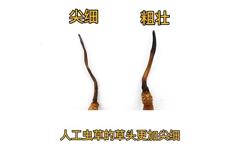 人工蟲(chóng)草和野生蟲(chóng)草如何分辨？人工冬蟲(chóng)夏草怎么鑒別