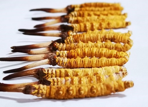 新鮮冬蟲夏草多少錢一根？吃什么樣的好呢