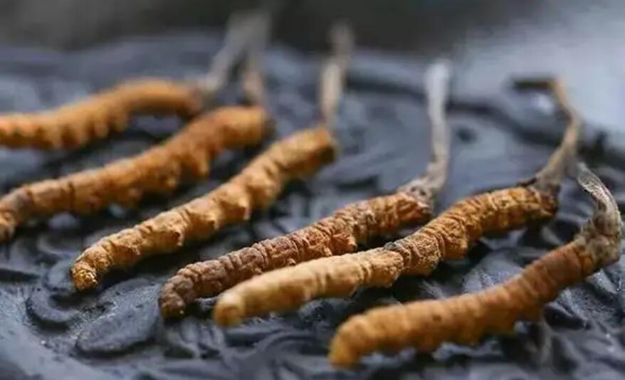 冬蟲(chóng)夏草價(jià)格貴嗎？冬蟲(chóng)夏草一般多少錢？