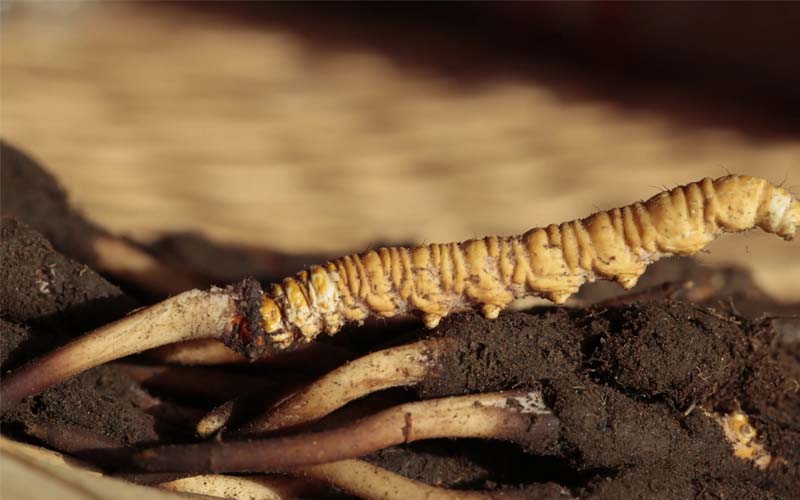 什么是人工冬蟲夏草？人工蟲草和野生蟲草的區(qū)別，如何分辨？