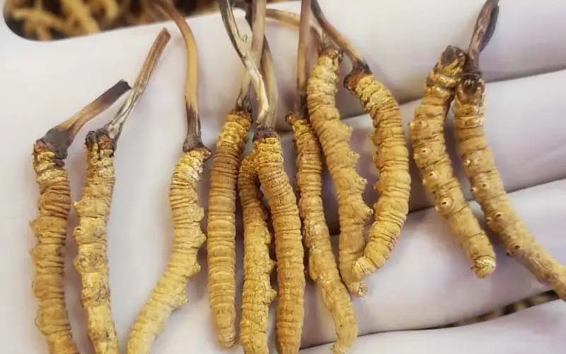 吃冬蟲夏草會過敏嗎？冬蟲夏草禁忌！