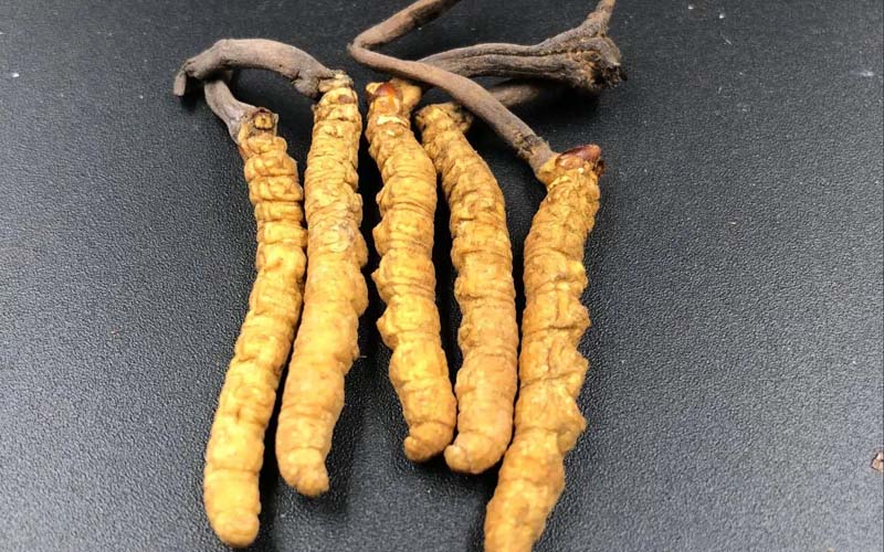 西藏那曲冬蟲夏草怎么辨別真假？那曲蟲草鑒別方法