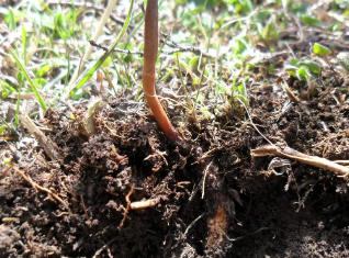 新鮮野生冬蟲夏草是怎么形成的？人工養(yǎng)殖需要哪些條件？