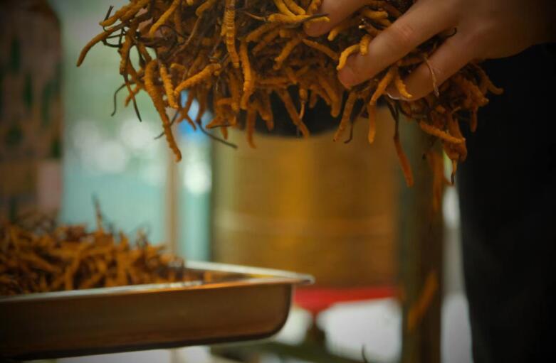 冬蟲夏草有什么作用?和大小、斷草有關(guān)系嗎?