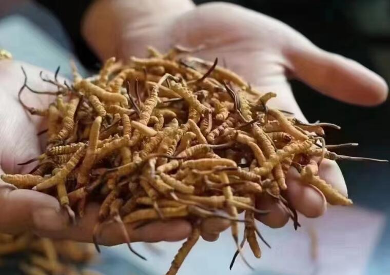 冬蟲夏草成分有哪些?新鮮冬蟲夏草哪里好？