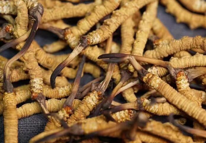 <a href=http://m.aikitbox.com/ target=_blank class=infotextkey>冬蟲夏草</a>