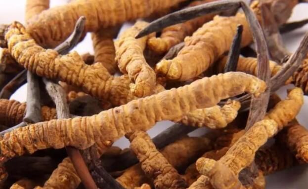 <a href=http://m.aikitbox.com/chifa/ target=_blank class=infotextkey>冬蟲夏草的吃法</a>