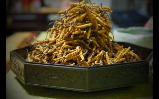 中醫(yī)教我們如何選購冬蟲夏草