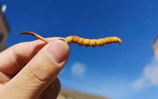 怎樣分辨是野生的冬蟲(chóng)夏草？