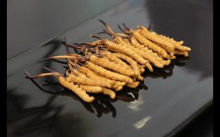 金蟬花能替代冬蟲夏草嗎？