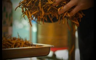 干冬蟲(chóng)夏草怎么保存比較好？