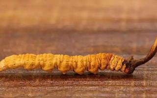 挑選好的冬蟲夏草產(chǎn)品，需要注意哪些問題？