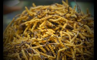 網(wǎng)上買的冬蟲(chóng)夏草是真的嗎？