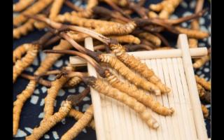 對(duì)話(huà)冬蟲(chóng)夏草：為什么新鮮是王道？