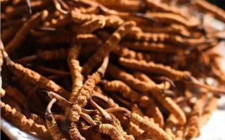 請(qǐng)大家理性對(duì)待冬蟲夏草！