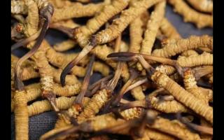 凍干的冬蟲(chóng)夏草品質(zhì)如何！與新鮮的相比如何？