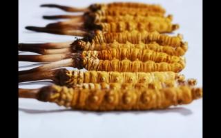 冬蟲(chóng)夏草里為何會(huì)有斷草、牙簽草、癟草之類(lèi)的！