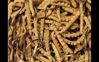 冬蟲(chóng)夏草的用量和用法你吃對(duì)了嗎？