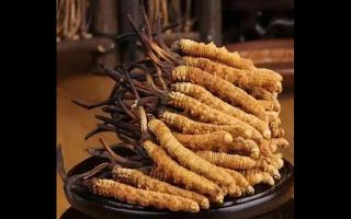 不同形態(tài)冬蟲夏草的保存方法！
