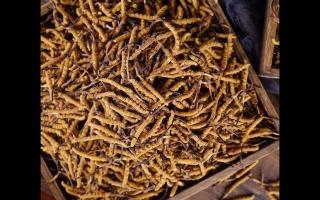 對(duì)冬蟲(chóng)夏草認(rèn)識(shí)的的常見(jiàn)誤區(qū)介紹！