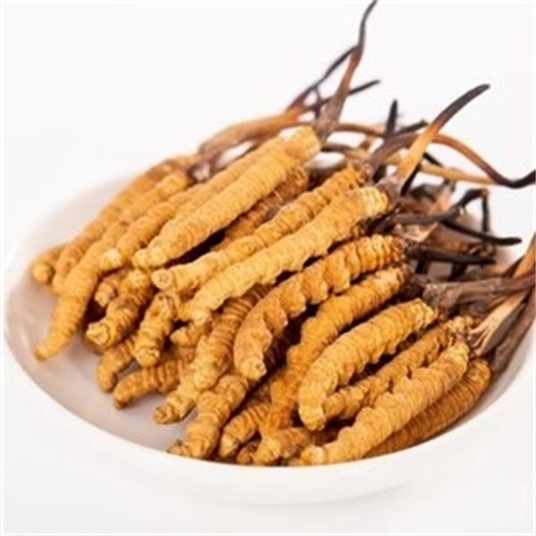 冬蟲夏草多少錢一克？2023年冬蟲夏草價格表