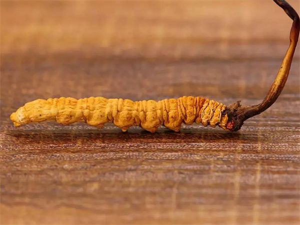 冬蟲(chóng)夏草草頭越長(zhǎng)品質(zhì)越好嗎？草頭越長(zhǎng)冬蟲(chóng)夏草品質(zhì)越好