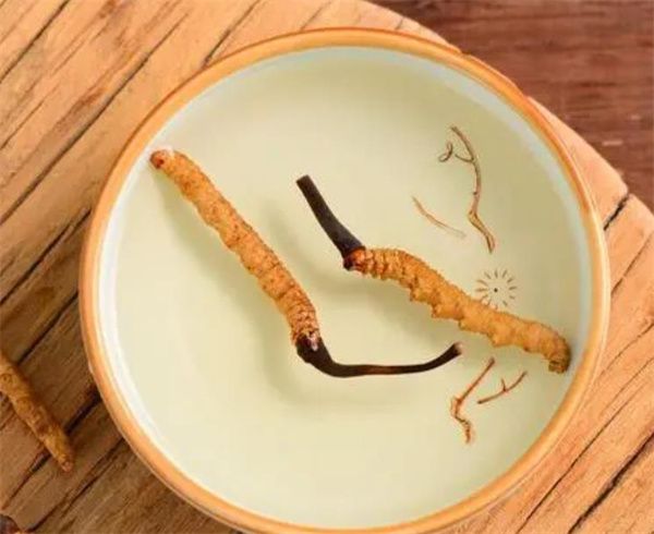 老人怎樣服用冬蟲夏草？