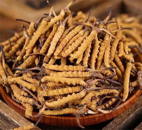 冬蟲(chóng)夏草一斤多少錢(qián)？購(gòu)買冬蟲(chóng)夏草時(shí)需要考慮的5個(gè)因素