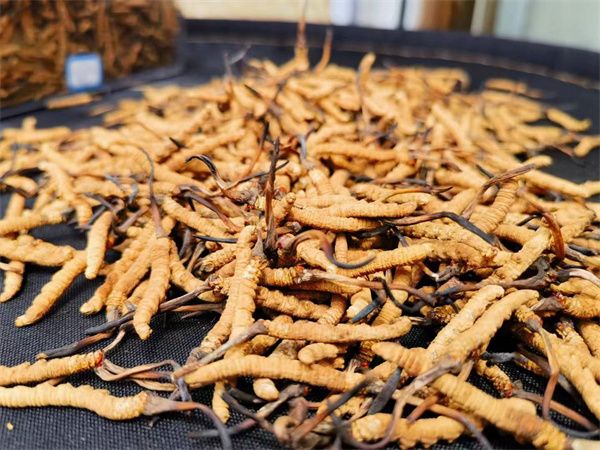 冬蟲夏草怎么辨別真假？指點辨別冬蟲夏草真假的方法
