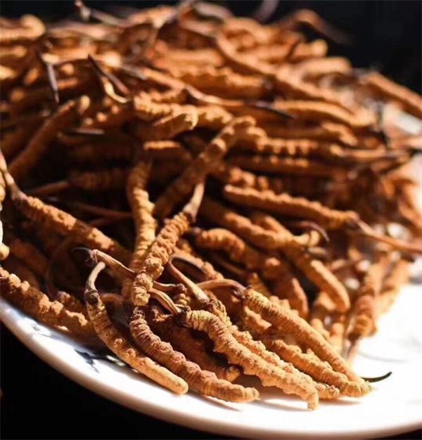 冬蟲夏草和什么一起吃效果好？冬蟲夏草的4種搭配食材