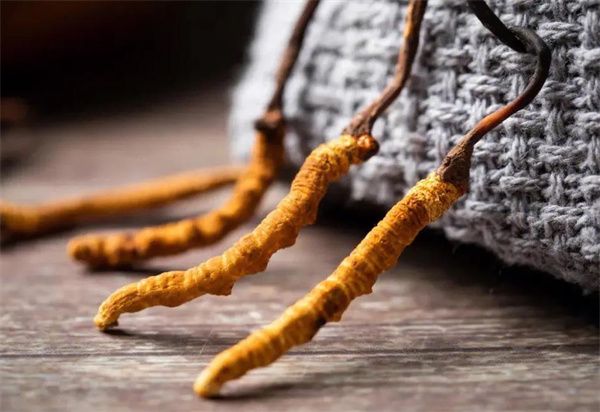 冬蟲(chóng)夏草什么價(jià)格？冬蟲(chóng)夏草2024價(jià)格表