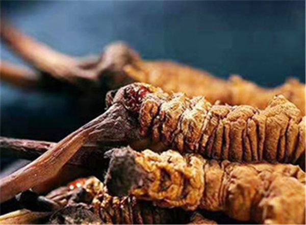 冬蟲(chóng)夏草包含哪些營(yíng)養(yǎng)成分？冬蟲(chóng)夏草的營(yíng)養(yǎng)價(jià)值詳解