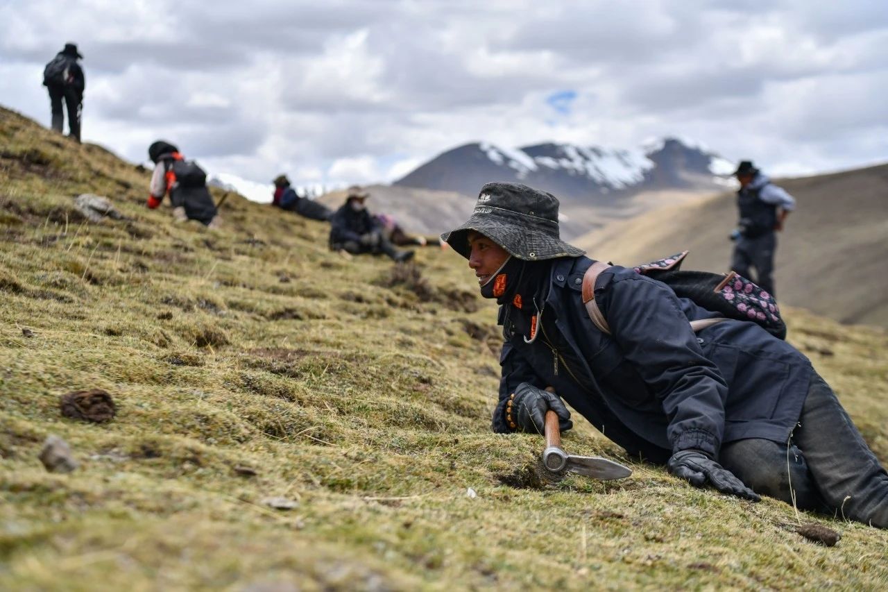 2.99萬(wàn)公斤！那曲市冬蟲夏草產(chǎn)量創(chuàng)新高