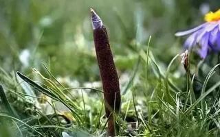 野生冬蟲(chóng)夏草和人工冬蟲(chóng)夏草的區(qū)別