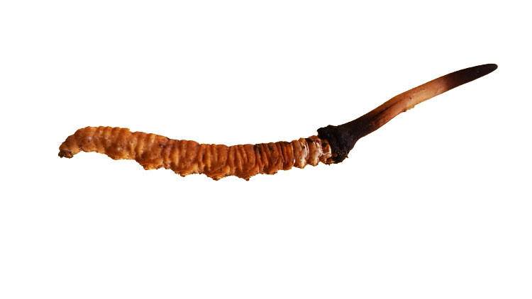 怎么區(qū)別那曲野生蟲(chóng)草和人工蟲(chóng)草