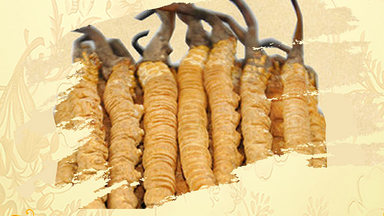 那曲蟲草買回家如何保存？這些小技巧要知道！