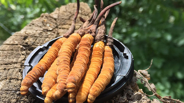 如何辨別優(yōu)質(zhì)那曲蟲草？掌握這幾招，輕松避開陷阱！